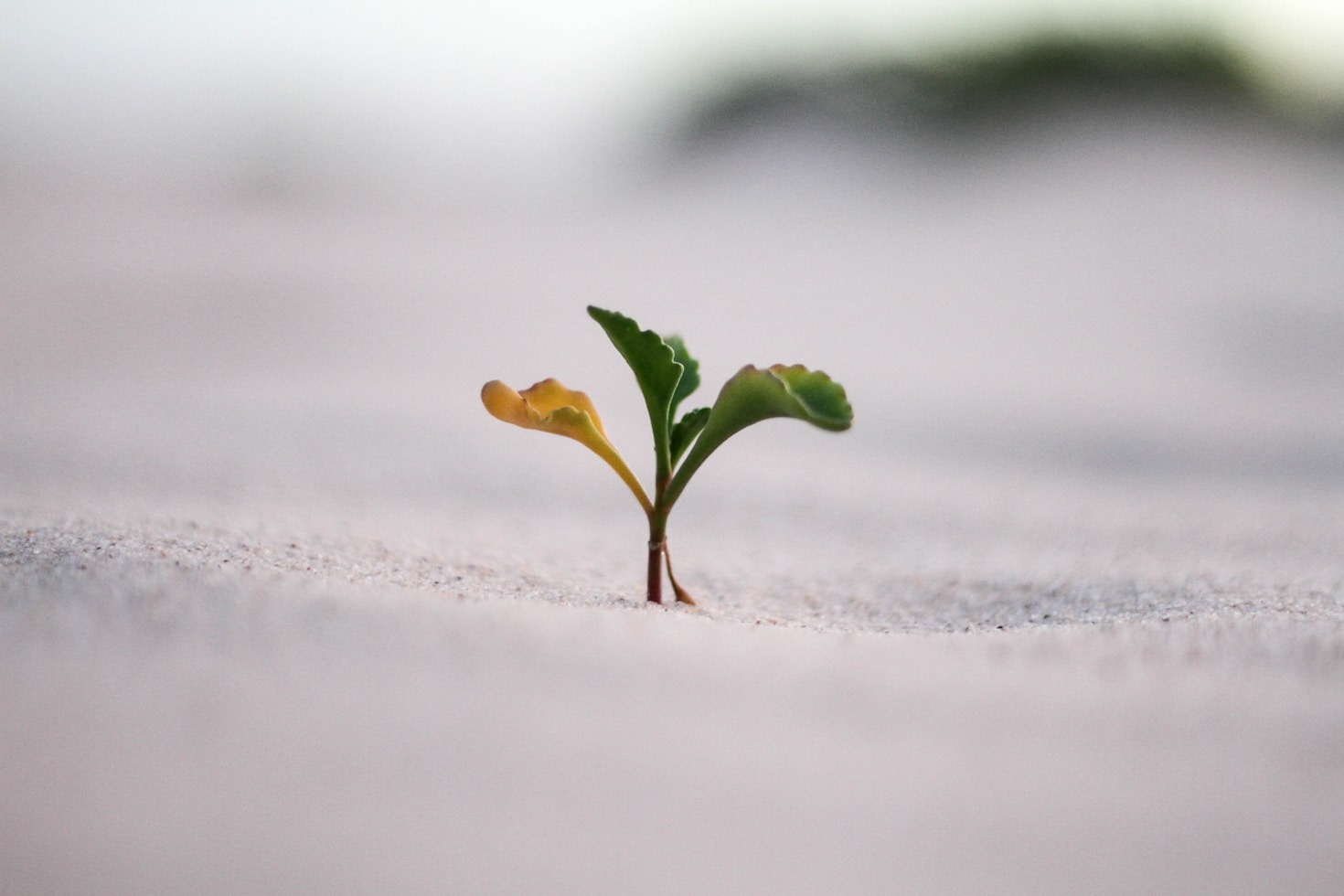 BEulogia Life – Speaking Life & Living Whole